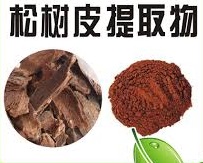 松樹皮提取物