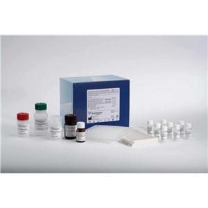 Human B-Lymphocyte Chemoattractant 1,BLC-1 ELISA Kit