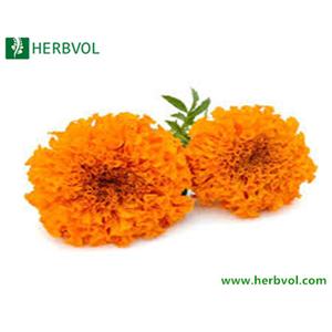 Marigold Extrac