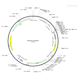 pcDNA31-3xFlag-C