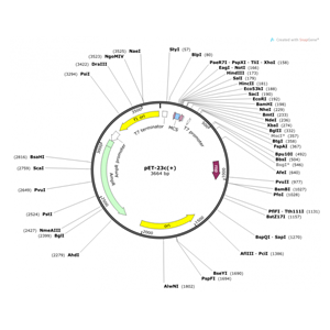 pET-23c(+) 載體
