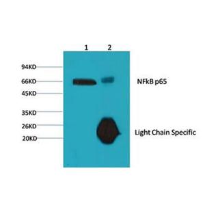 ANTI-NF-KB P65抗體