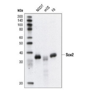 Anti-Sox2 抗體