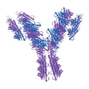 兔抗綿羊IGG(H&L)二抗,HRP標(biāo)記