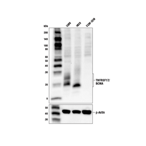 Monoclonal Anti-TNFRSF17 antibody produced in mouse