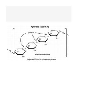 木聚糖酶