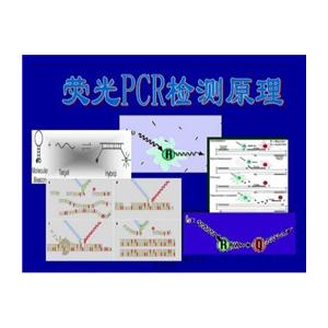 安氏網(wǎng)尾線蟲探針法熒光定量PCR試劑盒