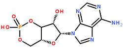 環(huán)磷酸腺苷分子結(jié)構(gòu)式