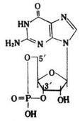 環(huán)磷酸鳥苷分子結(jié)構(gòu)式