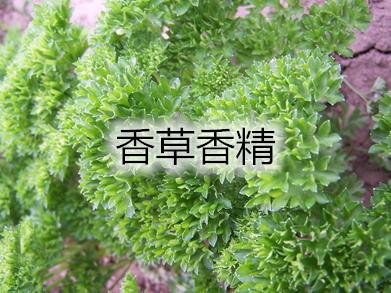 香草.jpg