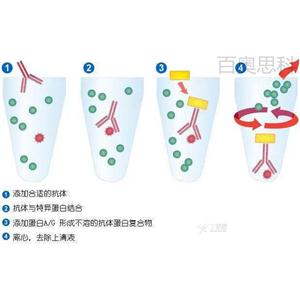 4種常見(jiàn)的蛋白質(zhì)互作技術(shù)