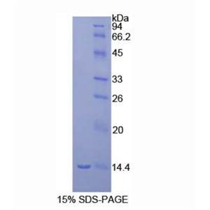 巨噬細(xì)胞炎性蛋白1γ(MIP1g)重組蛋白