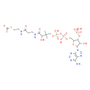 乙酰輔酶A；102029-73-2
