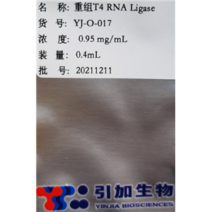 重組 T4 RNA 連接酶