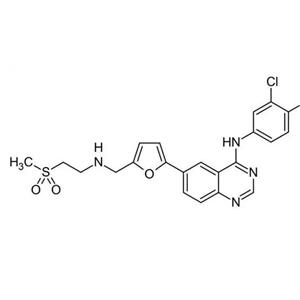 Hep G2 (人肝癌細(xì)胞) (STR鑒定正確)