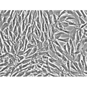 人肺動脈成纖維細胞
