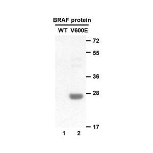 BRAF(V600E) 小鼠單抗