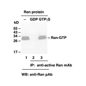 Ran GTP 小鼠單抗