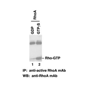 RhoA-GTP 小鼠單抗