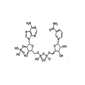 β-煙酰胺腺嘌呤二核苷酸磷酸