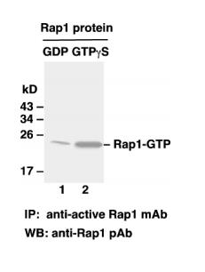 Rap1 Activation Assay Kit