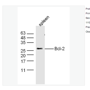 Anti-Bcl-2 antibody-Bcl-2抗體