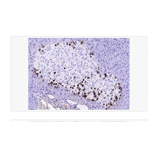 Anti-GLP-1(1G9) antibody-GLP-1單克隆抗體