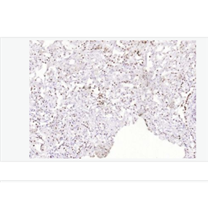 Anti-phospho-ATF2-磷酸化活化復(fù)制因子2重組兔單克隆抗體