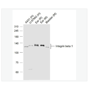 Anti-Integrin beta1antibody -整合素β1（CD29）抗體