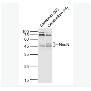 Anti-NeuN antibody-神經(jīng)元核抗原抗體