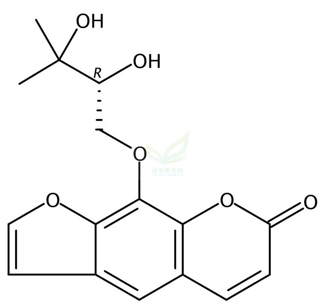 白芷屬腦