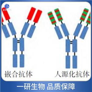 丁?；o酶A合成酶3抗體