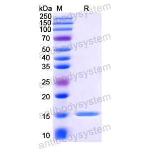 Anti-HIV1 Gag polyprotein Nanobody (SAA0890)