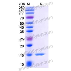 Anti-HIV1 Gag polyprotein Nanobody (SAA0889)