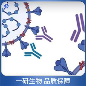 ADP核糖基化因子3抗體