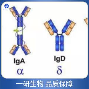 血管緊張素1轉(zhuǎn)換酶抑制劑抗體