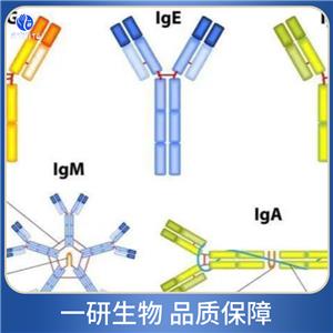 2-氨基乙硫醇雙加氧酶抗體