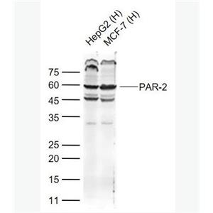 Anti-PAR-2antibody-蛋白酶激活受體-2抗體