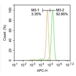 Anti-Oct4 antibody-胚胎干細(xì)胞關(guān)鍵蛋白抗體