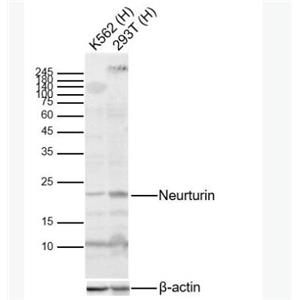 Anti-Neurturin  antibody-神經(jīng)營(yíng)養(yǎng)因子抗體