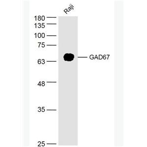 Anti-GAD67 antibody-谷氨酸脫羧酶67抗體