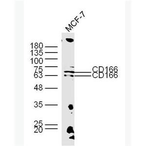 Anti-CD166  antibody-活化白細(xì)胞粘附分子抗體