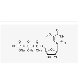 5-OMe-UTP(100 mM)
