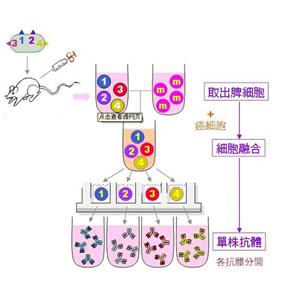 磷脂酸磷酸酶HTPAP蛋白，DPPL1 Protein