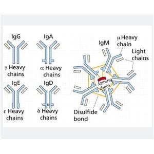 DPY19L3蛋白，DPY19L3 Protein