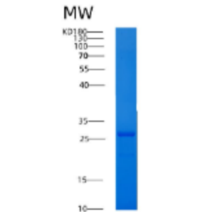 Recombinant Human 14-3-3 ?/YWHAS Protein