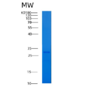 Recombinant Human 14-3-3 γ/YWHAG Protein