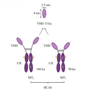 辰輝創(chuàng)聚生物?全流程VHH納米抗體開發(fā)服務