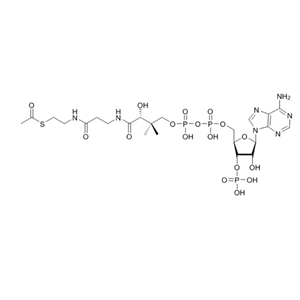 乙酰輔酶A（鋰鹽）Acetyl-CoA-lithium-salt 32140-51-5