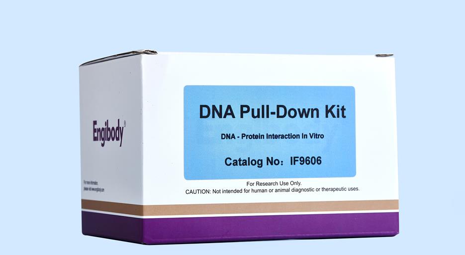 DNA Pull-down